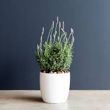 Image result for Lavandula dentata