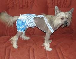 skolko dlitsya techka u sobak i kak chasto nastupaet priznaki nachala prodolzhitelnost glavnyh etapov blagopriyatnye dni dlya vyazki kak izbezhat beremennosti otzyvy