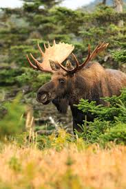 This annual mating ritual is a sight to behold but they are not. 6 065 Bull Moose Photos Free Royalty Free Stock Photos From Dreamstime