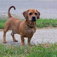 Dachshunds are great dogs, but they do have a few weaknesses. Daug Dachshund Pug Mix Info Temperament Puppies Pictures