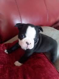 #363692 our pups are all potty trained , friendly to kids and other household pets. Boston Terrier Puppies For Sale Atlanta Mi 350128