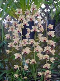 Cymbidiums Connection: Miniature/Novelty> D