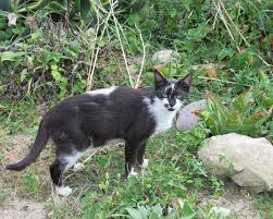 Attraper un chat errant peut prendre quelques jours, et vous devrez également prévoir du temps pour prendre soin du chaton après l'avoir attrapé. Montmorillon Les Chats Errants Sont Traques Pour Etre Sterilises