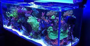 Blue Or White Light Which Grows Coral Better Click To See What Others Are Saying Http Www Reef2reef Com Threads Whit Saltwater Aquarium Aquarium Saltwater