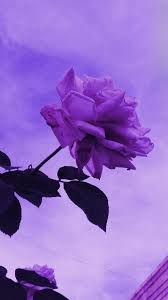 Lila bilder trippy bilder lila dinge pinke sachen iphone hintergrund sommer smartphone hintergrund hipster hintergrund schöne hintergrund bilder violette ästhetik. 900 Purple Lilac Aesthetic Ideas In 2021 Purple Aesthetic Purple Aesthetic