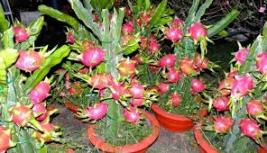 Selain dapat menyalurkan hobi, dengan merawat tanaman ini anda akan mendapatkan berbagai manfaat setelahnya. 6 Jenis Tanaman Hias Buah Menarik Untuk Ditanam Star Farm International
