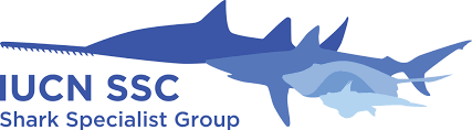Whale sharks can grow to 65 feet in length and weigh up to 75,000 pounds. Iucn Ssc Shark Specialist Group Home