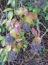 Image result for Ligustrum lucidum