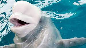 Pregnant Beluga Whale Gets Ultrasound At Shedd Aquarium Chicago News Wttw