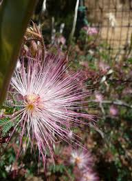 Image result for Tephrosia dasyphylla