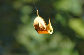 Tập Thơ Chọn Lọc - Nhất Lang (Nguyễn Thành Sáng) - Page 39 Images?q=tbn%3AANd9GcQd_OjbgGSRmK_00dSNTU9wt3UI2I2VUQ1kaQ&usqp=CAU