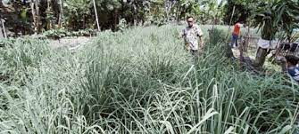 Memanfaatkan lahan sempit di samping rumah. Di Tengah Pandemi Corona Pilih Berkebun Dengan Memanfaatkan Pekarangan Rumah Radarcirebon Com