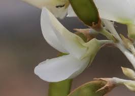 Image result for Tephrosia montana