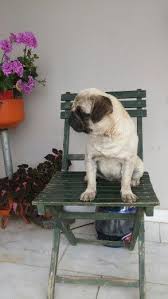 Sweet Pug