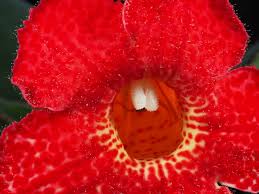 Image result for Rothia hirsuta