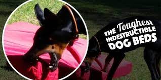 Maybe you would like to learn more about one of these? 5 Really Indestructible Dog Beds The Kong Dog Bed
