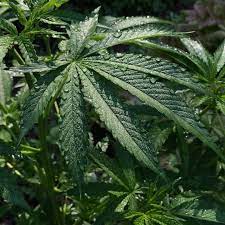 Pin On Our Herb Farm Reverencebotanicals Com