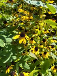 Image result for Renealmia susanneae-katziae