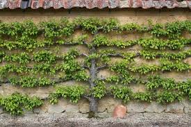Check spelling or type a new query. Espalier Fruit Tree Free Stock Photos Rgbstock Free Stock Images Micromoth May 19 2010 18
