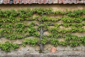 Grown on a wall it isn't even a foot thick, and takes up almost no space at all, leaving room in front for low plants to be grown. Espalier Fruit Tree Free Stock Photos Rgbstock Free Stock Images Micromoth May 19 2010 18