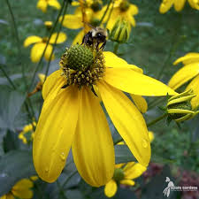 Image result for Scolopia stolzii