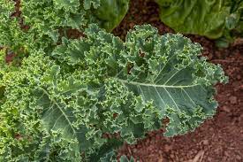 Simply cover the kale seeds with 1/2 inch (1 cm.) of soil and keep moist to germinate. How To Grow Kale