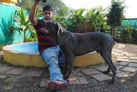 Dog pet resort near me. Doggys Den Pet Resort Kharadi Dog Hostels In Pune Justdial