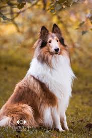 Fabio The Collie Dog Photograph Dog Photography Dogs