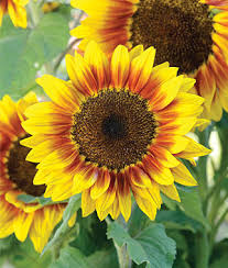How To Grow Sunflowers Gardening Tips Advice Annual