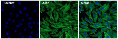 A range of alexa dyes is available, with emission wavelengths spanning the visible spectrum and extending into the infrared region of the spectrum. Goat Anti Mouse Igg H L Alexa Fluor 488 A28175