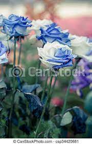 Renowned for their beautiful, often many petalled, repeat flowering blooms and enticing, rich fragrances there are. Beautiful White And Blue Roses In Flower Garden Canstock