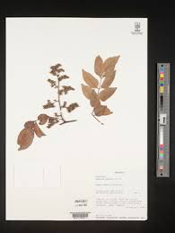 Image result for Dialium holtzii