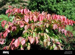 Image result for Sapium