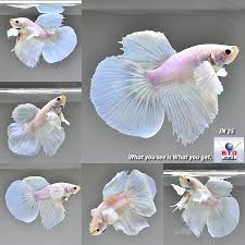 Betta Fish Betta Fish Ideas Bettafish Fishbetta Live Betta Fish Dumbo Metallic White Half Moon Jn25 Male From T Pet Fish Betta Fish Breeding Betta Fish