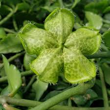 Image result for Ceropegia multiflora