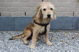 Doggy Help Animals