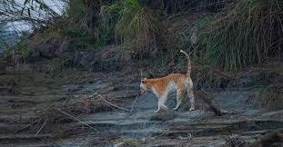 The awesome golden tabby tiger lists as the third rarest creature known. The Only Golden Tiger In The Wild Has Been Spotted In India S Kazinranga National Park Metrosaga