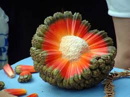 Vous Pourriez Ne Pas Connaitre Ces Fruits Et Legumes Aux Formes Et Couleurs Bizarres Vous Etes A La Recherche De Fruits Exotiques Graines D Arbres Et Cosses De Graine