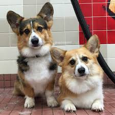 Black And Tan Corgi Mix Pin On Corgis I Love