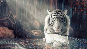 Papéis de parede em 4k para pc. Hd Wallpaper White Tiger 4k 8k Hd Wallpaper Flare