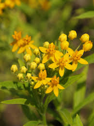 Image result for Asclepias curassavica