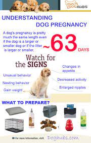 Pin On Fostering A Dog