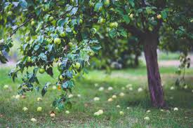 Des conseils pour cultiver des arbres fruitiers, ainsi que des fiches pratiques de jardinage en fonction des arbres fruitiers. Top 3 Des Arbres Fruitiers A Avoir Dans Son Potager Arbre Fruitier Cultiver Des Arbres Fruitiers Planter Des Arbres Fruitiers