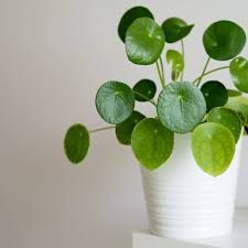 Pilea Peperomioides Green Foliage Houseplants Indoor Plants Plants Decor Home Decor Interior Style Plant Corner Nordic Style Scand House Plants Plants Greenery