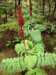 Image result for Melianthus major
