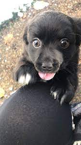 Psbattle Dog Licking His Nose Photoshopbattles