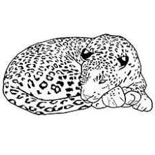 Snow leopard pictures to print coloring home. Top 25 Free Printable Leopard Coloring Pages Online