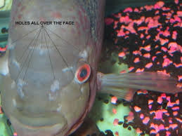 Fish Doctor Lonestar Tropicals Imports