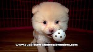 Golden retrievers are known for their gentle and friendly disposition. Yorkie Puppies For Sale In Albany Ga 07 2021