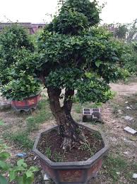 The upright styles in bonsai are one of the most popular and easy styles for beginners. Bougainvillea Bonsai Price In Sri Lanka
